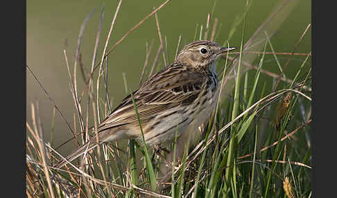 Wiesenpieper (Anthus pratensis)