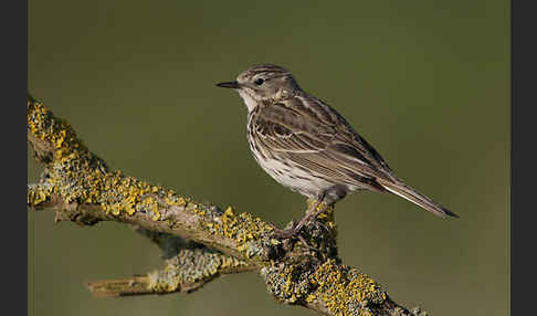 Wiesenpieper (Anthus pratensis)