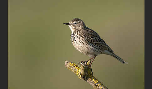 Wiesenpieper (Anthus pratensis)