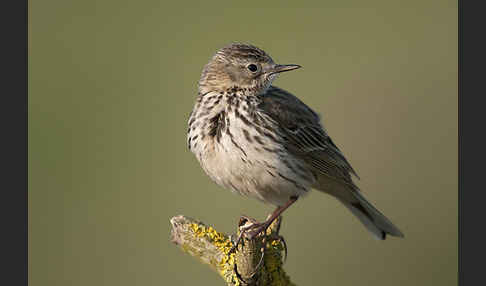 Wiesenpieper (Anthus pratensis)