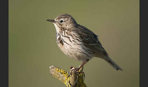 Wiesenpieper (Anthus pratensis)