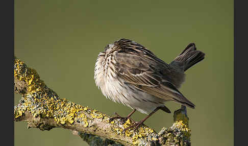 Wiesenpieper (Anthus pratensis)