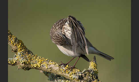 Wiesenpieper (Anthus pratensis)