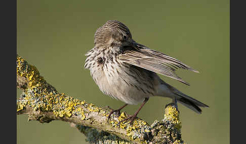 Wiesenpieper (Anthus pratensis)