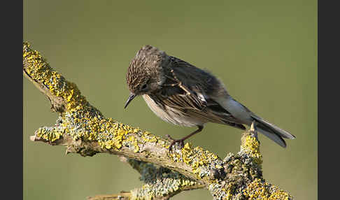 Wiesenpieper (Anthus pratensis)