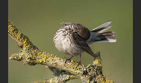 Wiesenpieper (Anthus pratensis)