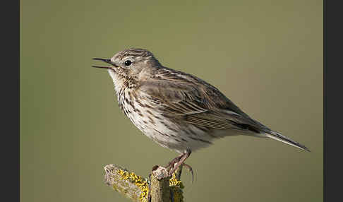 Wiesenpieper (Anthus pratensis)