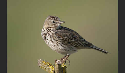 Wiesenpieper (Anthus pratensis)