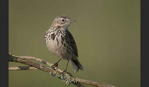 Wiesenpieper (Anthus pratensis)