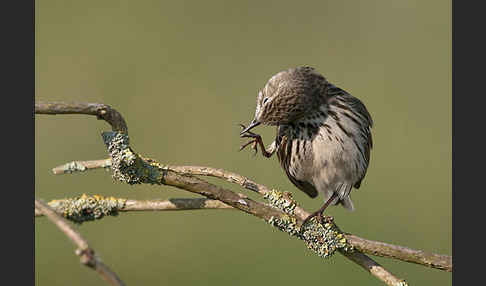 Wiesenpieper (Anthus pratensis)