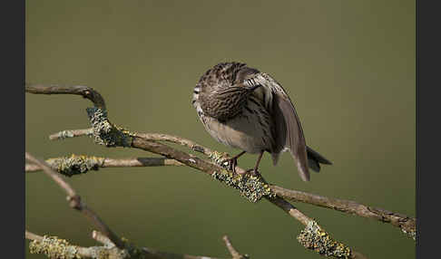 Wiesenpieper (Anthus pratensis)