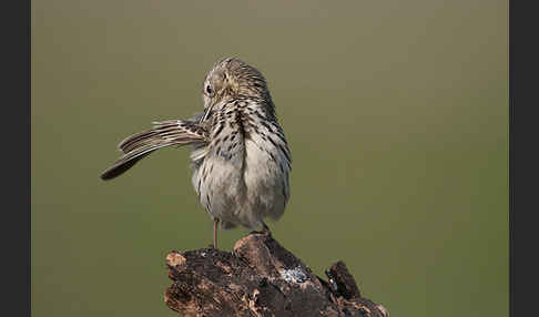 Wiesenpieper (Anthus pratensis)