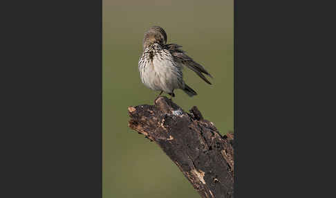 Wiesenpieper (Anthus pratensis)