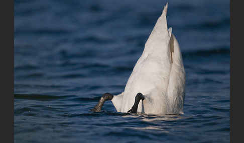 Höckerschwan (Cygnus olor)