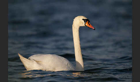 Höckerschwan (Cygnus olor)