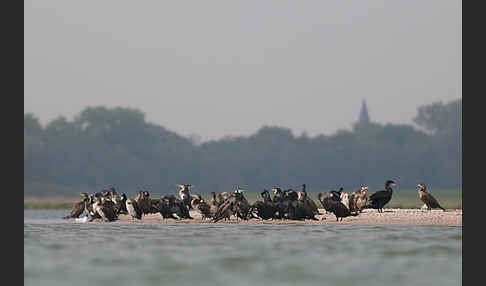 Kormoran (Phalacrocorax carbo)