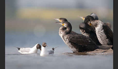 Kormoran (Phalacrocorax carbo)