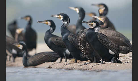 Kormoran (Phalacrocorax carbo)