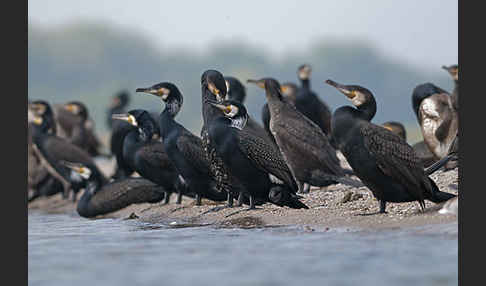 Kormoran (Phalacrocorax carbo)