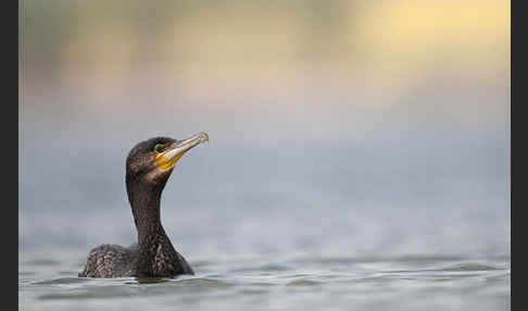 Kormoran (Phalacrocorax carbo)