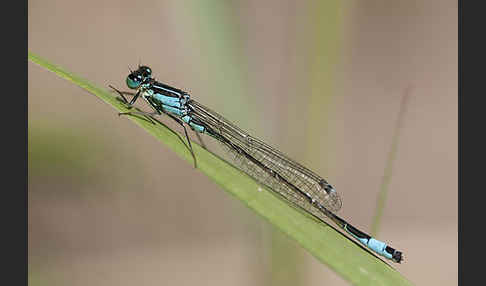 Große Pechlibelle (Ischnura elegans)