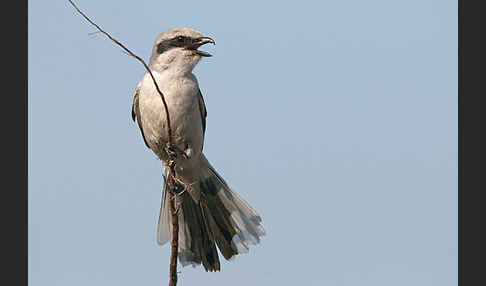 Raubwürger (Lanius excubitor koenigi)