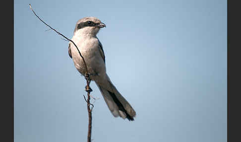 Raubwürger (Lanius excubitor koenigi)