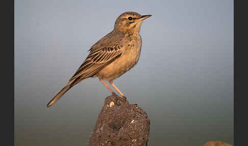 Brachpieper (Anthus campestris)