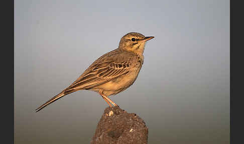 Brachpieper (Anthus campestris)