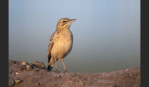 Brachpieper (Anthus campestris)