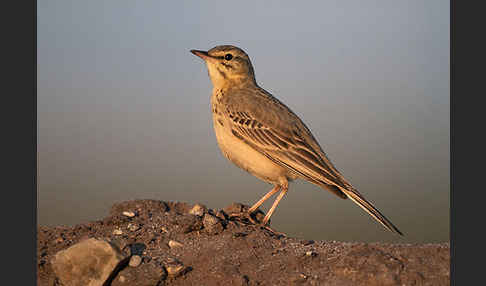 Brachpieper (Anthus campestris)