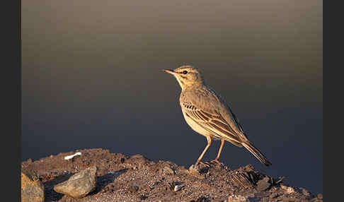 Brachpieper (Anthus campestris)