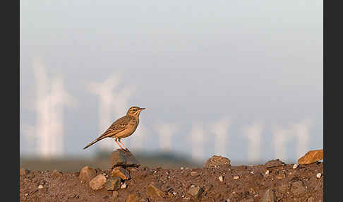 Brachpieper (Anthus campestris)