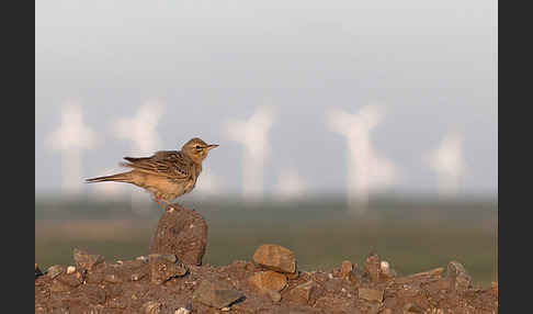 Brachpieper (Anthus campestris)