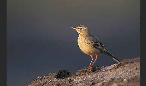 Brachpieper (Anthus campestris)