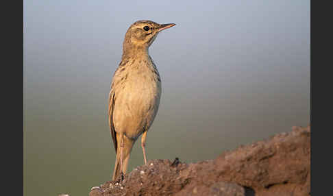 Brachpieper (Anthus campestris)