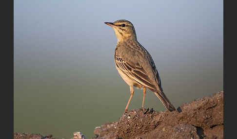 Brachpieper (Anthus campestris)