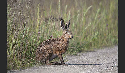 Feldhase (Lepus europaeus)