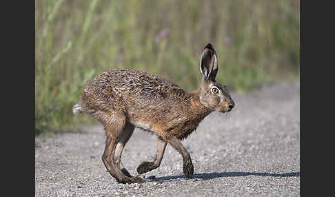 Feldhase (Lepus europaeus)