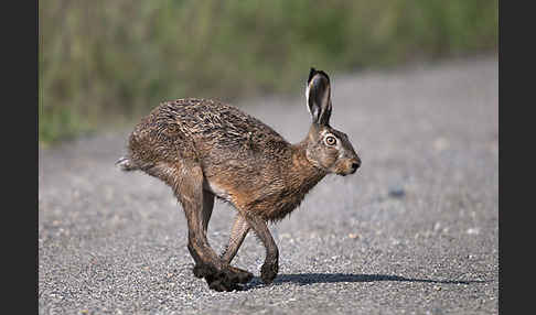 Feldhase (Lepus europaeus)