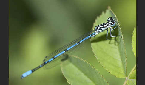 Hufeisen-Azurjungfer (Coenagrion puella)