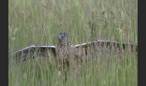 Rohrweihe (Circus aeruginosus)