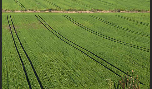 Intensive Landwirtschaft (industrial agriculture)