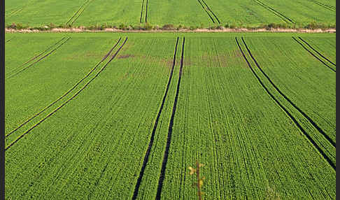 Intensive Landwirtschaft (industrial agriculture)