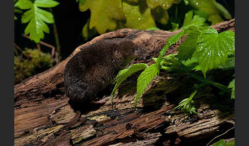 Waldspitzmaus (Sorex araneus)