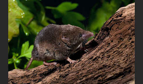 Waldspitzmaus (Sorex araneus)