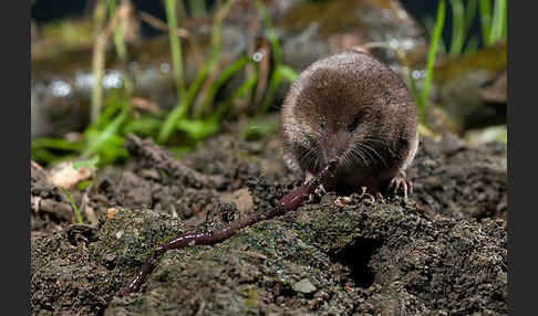 Waldspitzmaus (Sorex araneus)