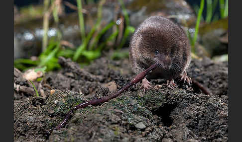 Waldspitzmaus (Sorex araneus)