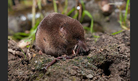 Waldspitzmaus (Sorex araneus)