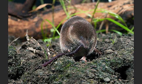 Waldspitzmaus (Sorex araneus)